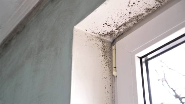 Best Certified Mold Removal  in Norcross, GA